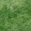 edera