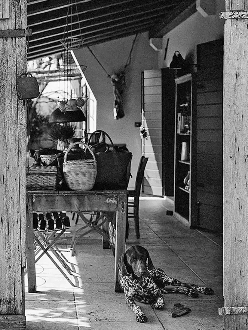 Foto cane in bianco e nero